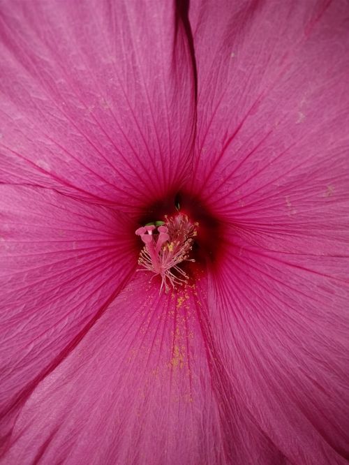 flower pink big