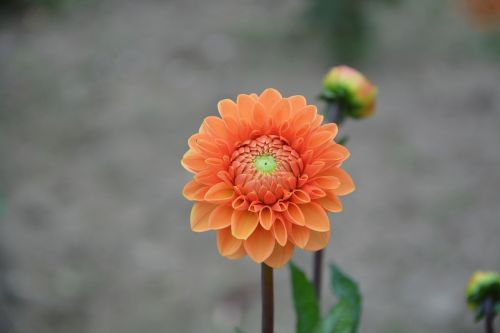 flower button orange