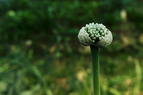 flower garden shallot