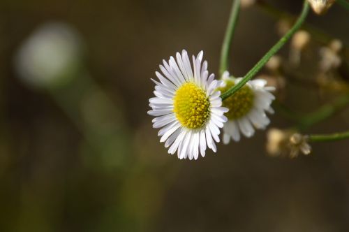 flower white closeup