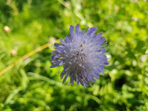 flower small flower summer