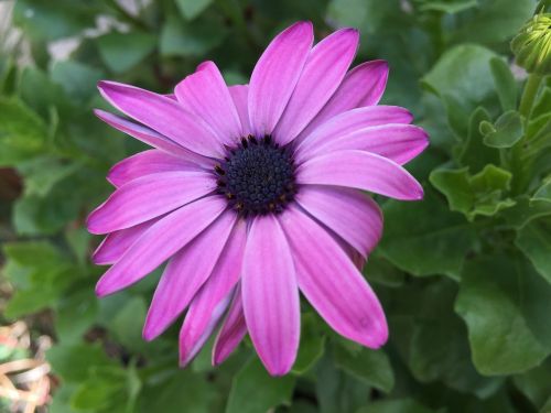 flower garden purple flowers