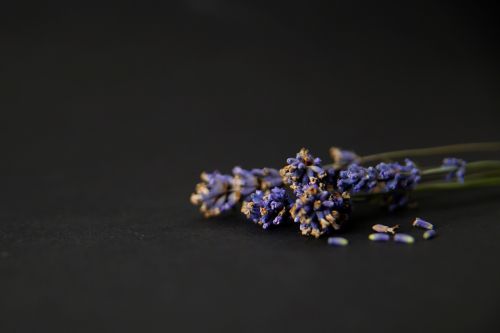 flower bloom lavender