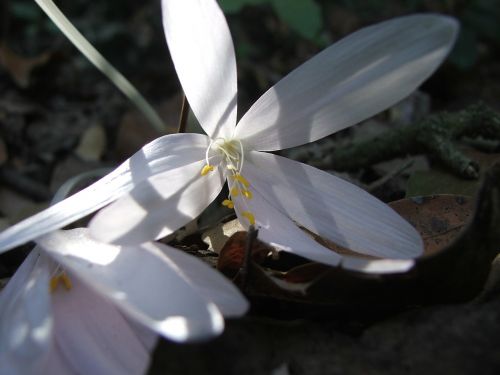 flower nature spring