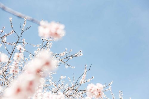 flower plant nature