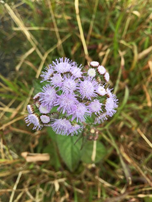 flower plant nature