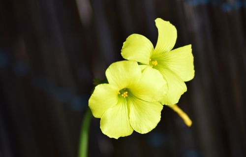 flower green petal