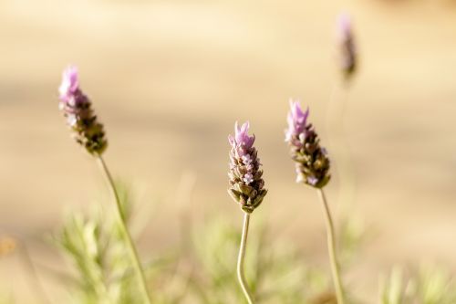 flower nature plant