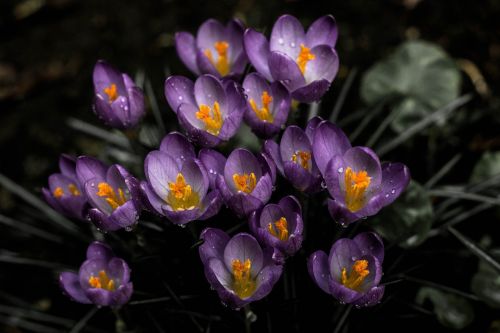 flower lavender bloom