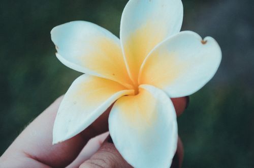 flower white bloom