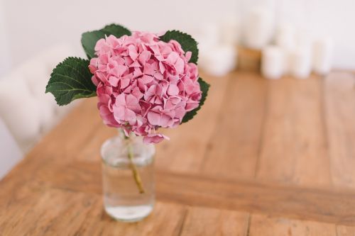 flower pink petal