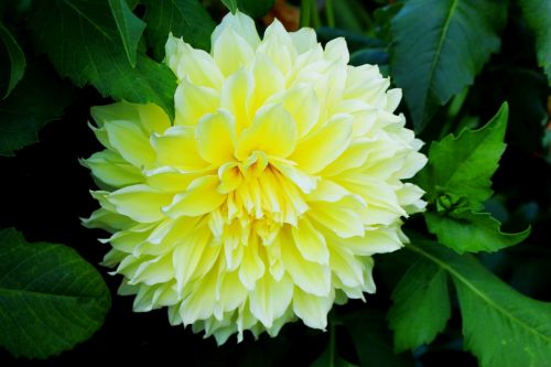 flower dalia yellow