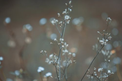 flower nature plant