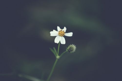 flower nature plant