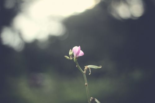 flower nature plant