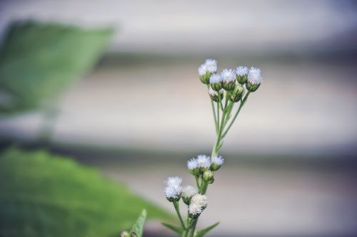 flower nature plant