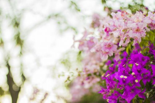 flower bloom petal