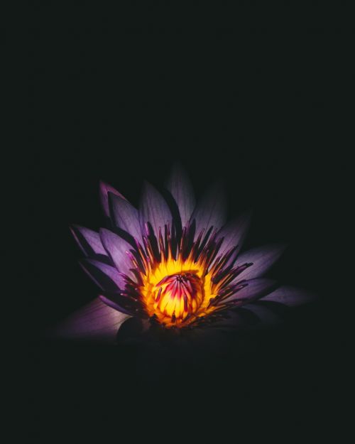 flower light petal