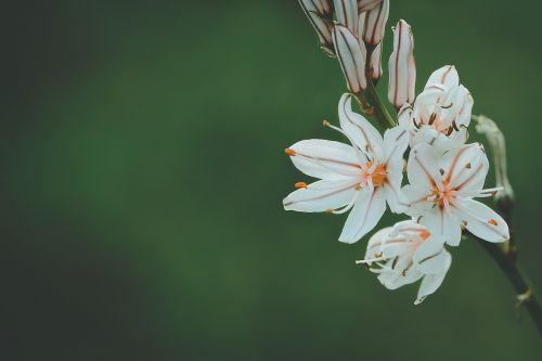 flower white petal