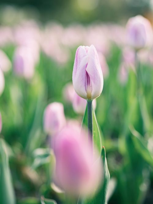 flower pink petal