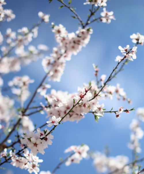 flower nature blossom