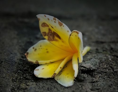 flower yellow yellow flowers