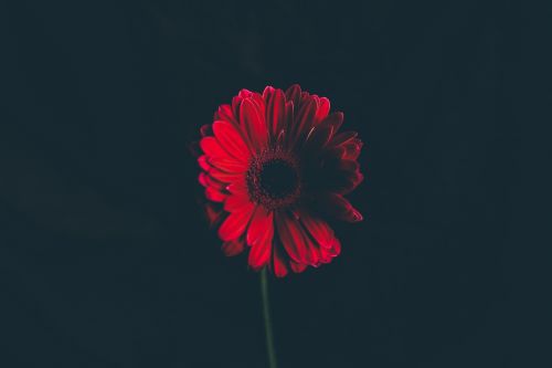 flower red petal