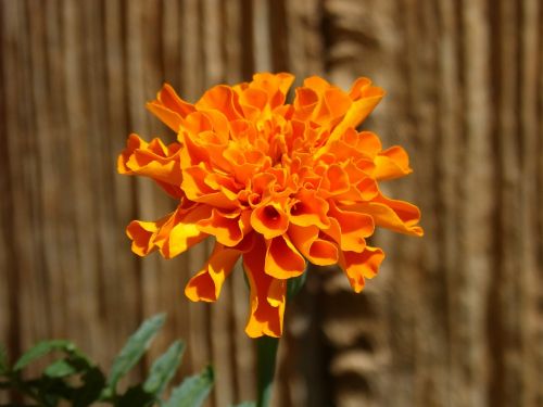 flower beauty orange color