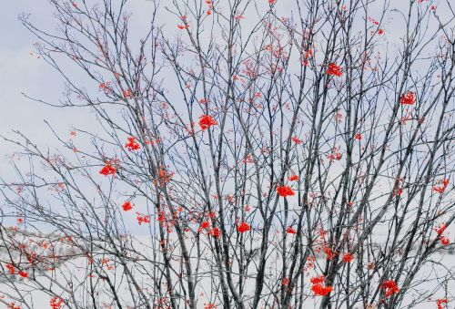 flower red petal