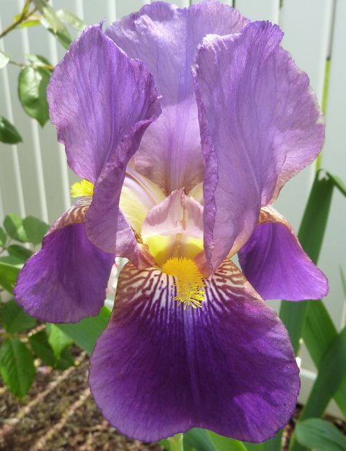 flower iris purple