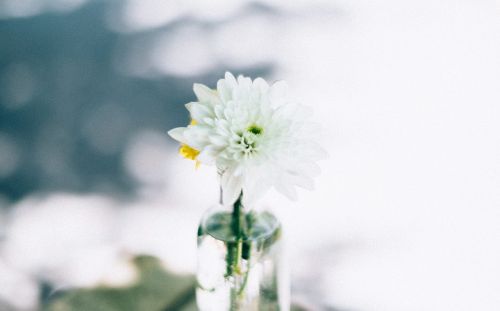 flower white petal