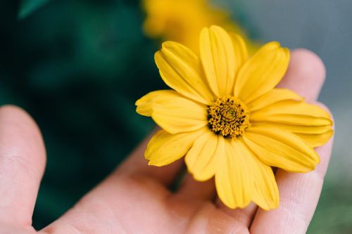 flower yellow petal