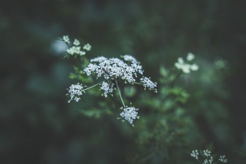 flower white petal