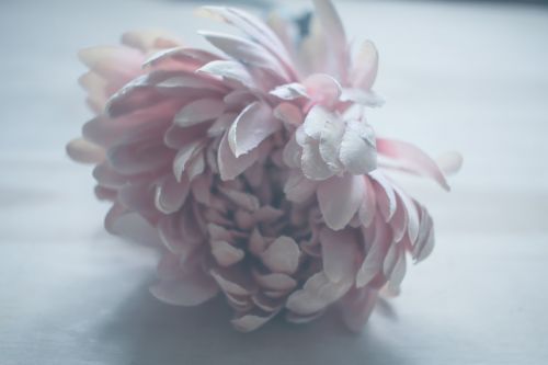 flower pink petal