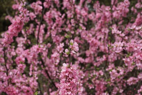 flower flowers pink