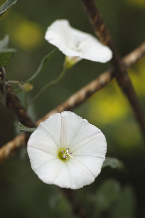 flower white nature