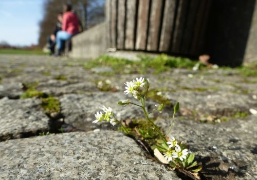 flower moss bloom