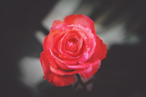 flower red petal