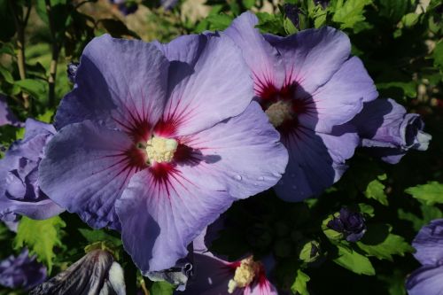 flower purple close-up purple flower