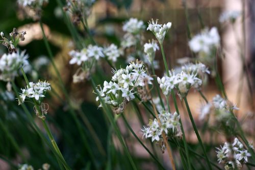 flower white nature