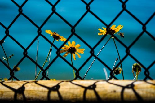 flower sunflower garden