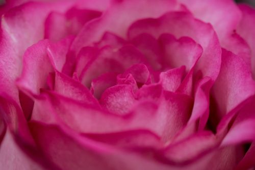 flower pink petal