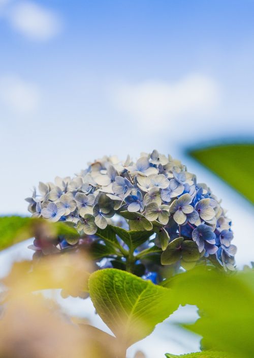 flower blue petal