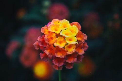 flower bloom blur
