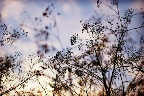 flower tree branch