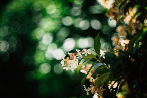 flower plant nature