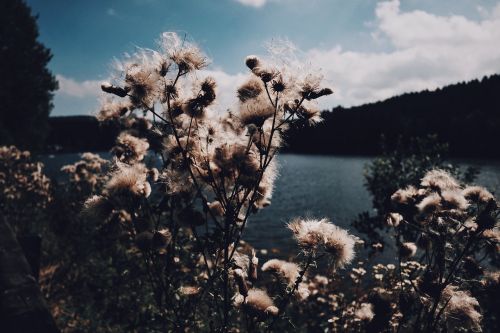 flower plant nature