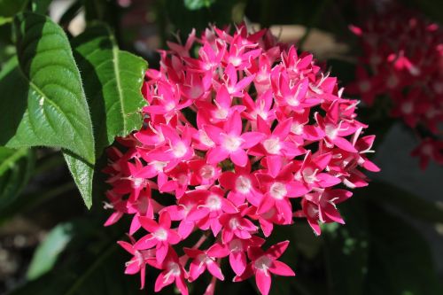 flower plant pink