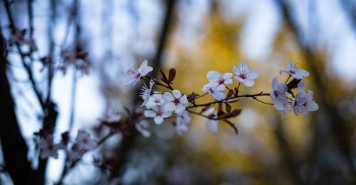 flower blossom nature