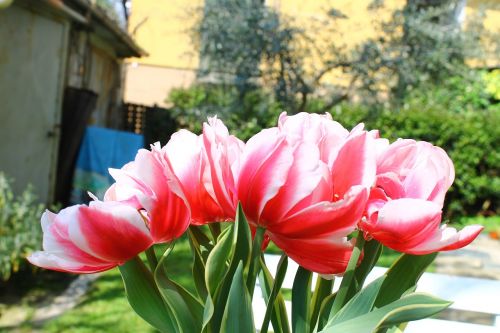 flower bloom petal